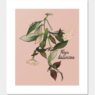 Hoya Lacunosa Posters and Art